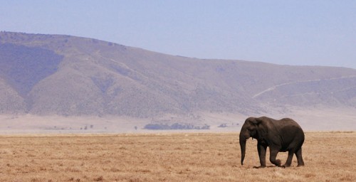 Elephant strolling across the tanzanian plains.