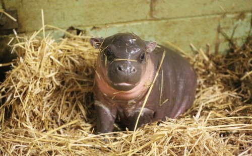 newborn_pygmy_hippo_01