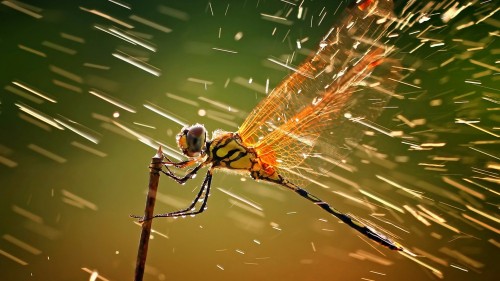 11529510-R3L8T8D-1000-macro-ventube-com-dragonfly-and-water-1173560